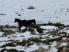 Asturcones