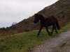 Caballo Asturcón