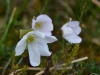 Anemone nemorosa Anemone nemorosa