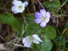 Hepatica nobilis Hepatica nobilis