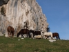 Caballos