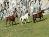 caballos