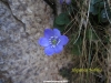 Hepatica nobilis en La Huesera