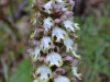 Barlia robertiana