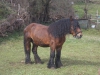 Caballo Percherón