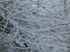 nieve en las ramas