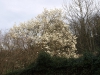 Magnolio florido muy temprano