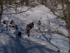 cruzando el bosque con nieve